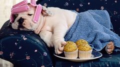 Funny Animals Dogs animal