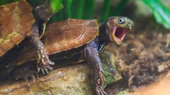 Funny animals turtles on all fours