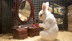 Funny Bunnies banksy