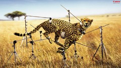 Funny cheetahs