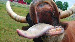 Funny cow animal