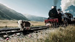 Funny Cows trains