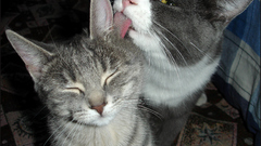 Funny cute cats kitten