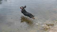 Funny dog running water