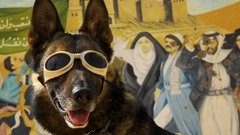 Funny dog sunglasses animal