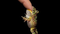 Funny fingers Frogs amphibians
