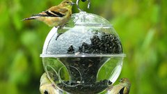 Funny glass bird feeder