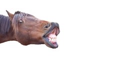 Funny Horses white background