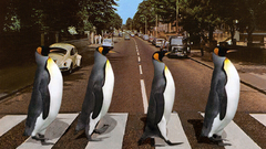 Funny humor jokes Penguins