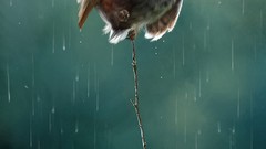 Funny illustrations Owls mice