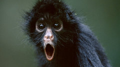 Funny national geographic monkeys