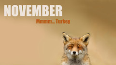 Funny November foxes Quotes