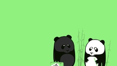 Funny panda bears