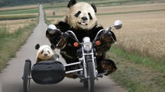 Funny panda bears