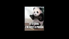 Funny panda bears black