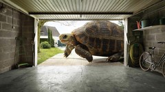 Funny Photo manipulation