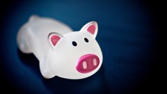 Funny pigs cartoonish