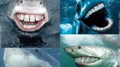 Funny Sharks Photo manipulation