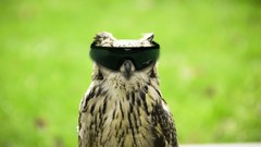 Funny sunglasses Owls Photo