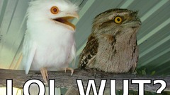 Funny tawny frogmouth
