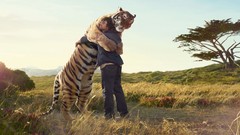 Funny Tigers hugging