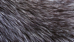 Fur grayscale