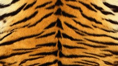 Fur skin Tigers stripes