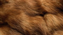 Fur Textures