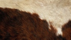 Fur Textures