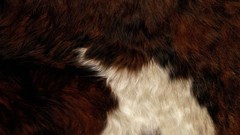 Fur Textures