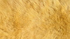 Fur Textures