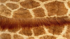 Fur Textures animal print