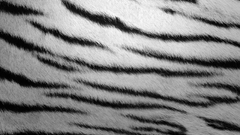 Fur Textures zebra stripes