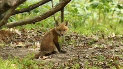 Furry Animals foxes fox