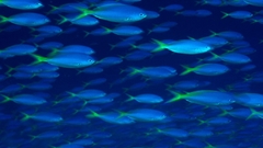 Fusiliers fishy Aquarium and