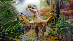 Fvelociraptor high