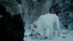 Game of thrones Wolves