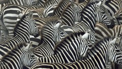 Games Animals Africa stripes zebras Kenya mara
