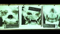 Games colors Aliens vs Predator game