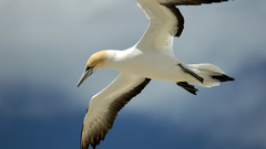 Gannets Birds