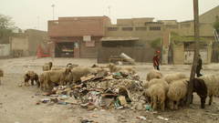 Garbage sheep grazing on