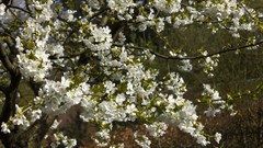 Garden cherries blossom Trees