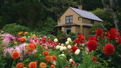 Garden houses dahlias