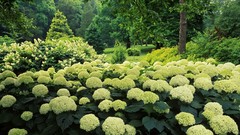 Garden hydrangea