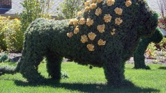 Garden Lions gardening