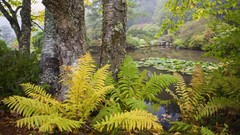 Garden Maine Harbor forests
