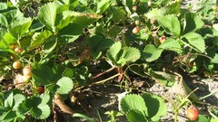 Garden strawberries