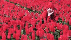 Garden tulips colors multicolor