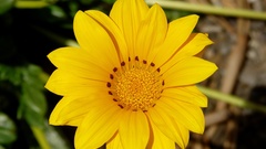 Gazania rigens high