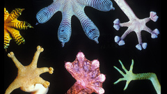 Geckofeet amphibians esp geckos